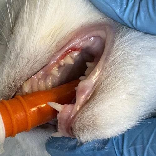 固安麦芽口腔门诊部预约挂号方式：